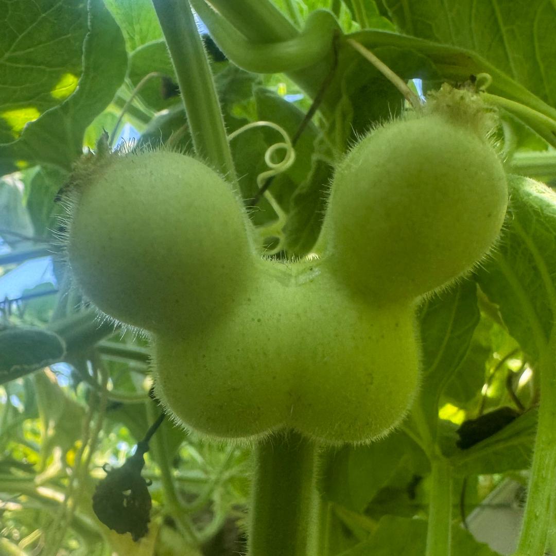 居家葫芦