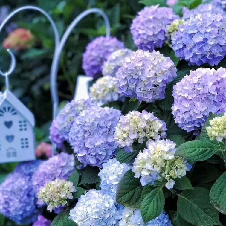 老赵家的绣球花园