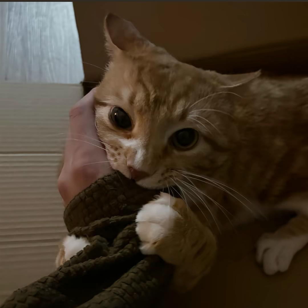 🐈