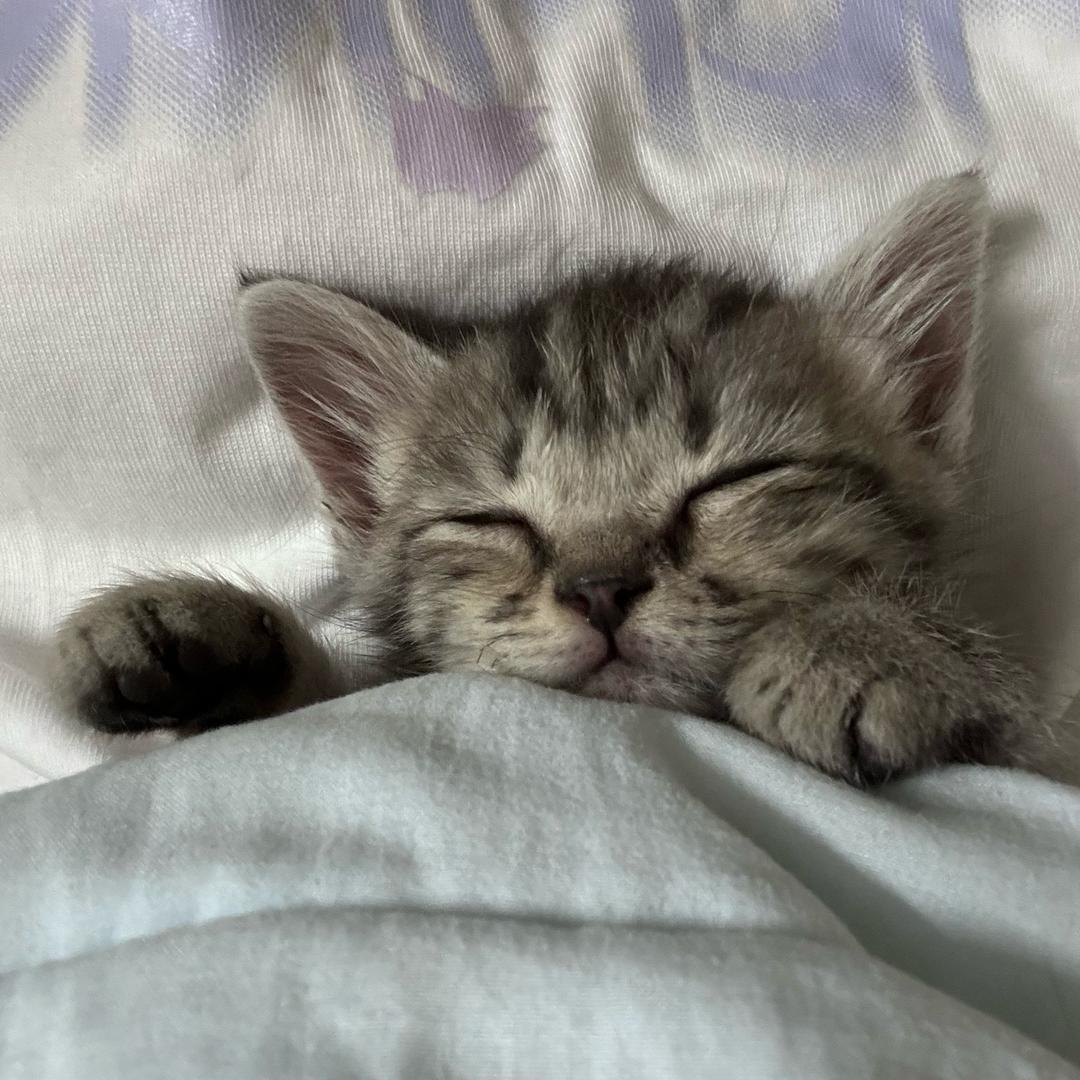 我家猫会后空翻