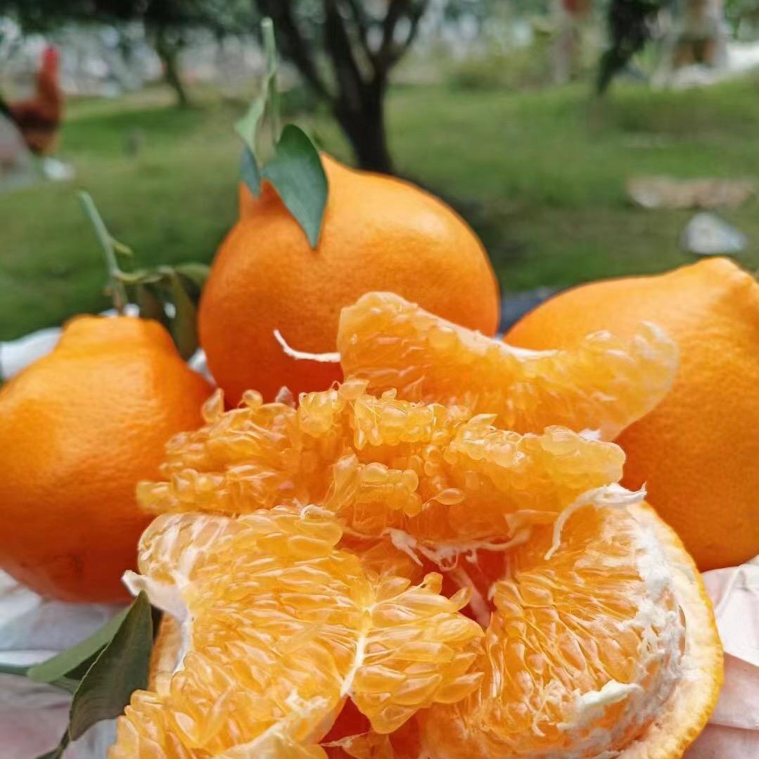 粑粑柑万亩园种植基地