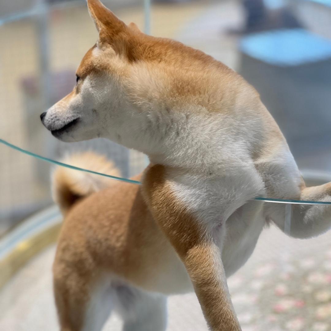 春喜-