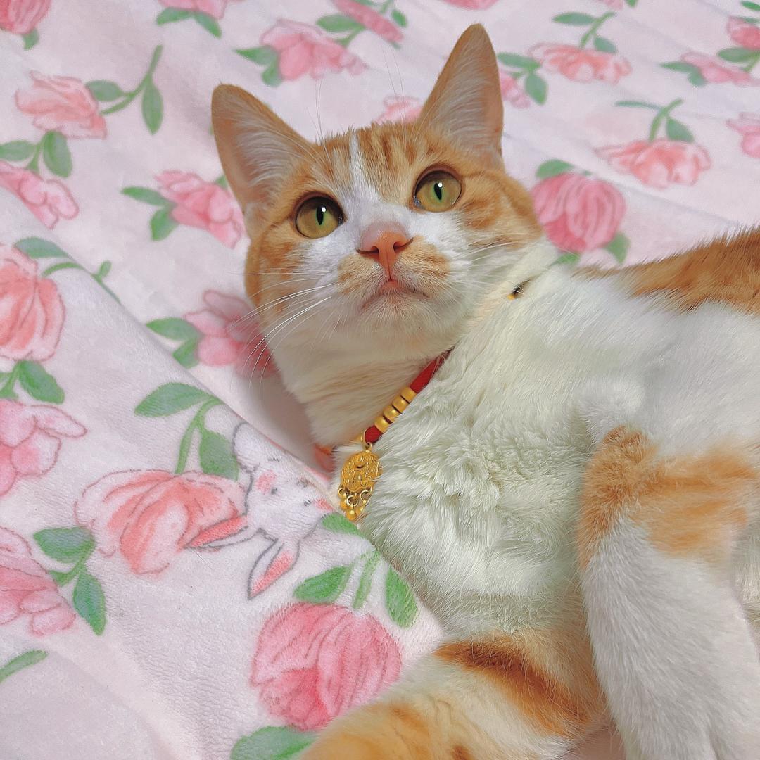 樱桃在这里🐱