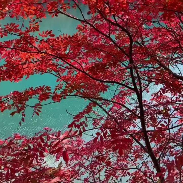 🐲人生