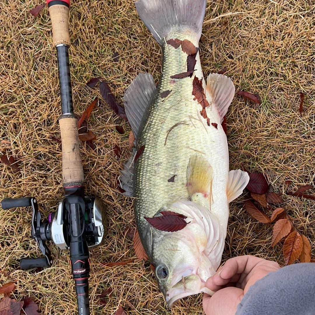 小新不打龟🐟