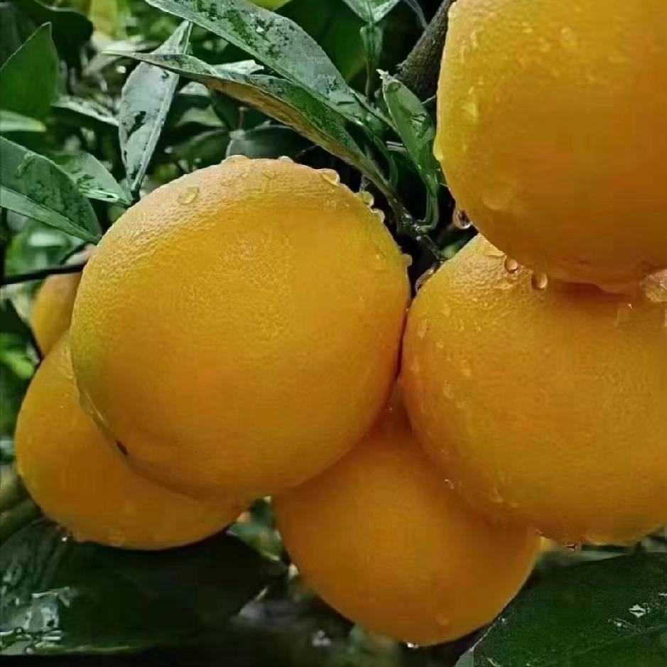 赣南脐橙果园直发