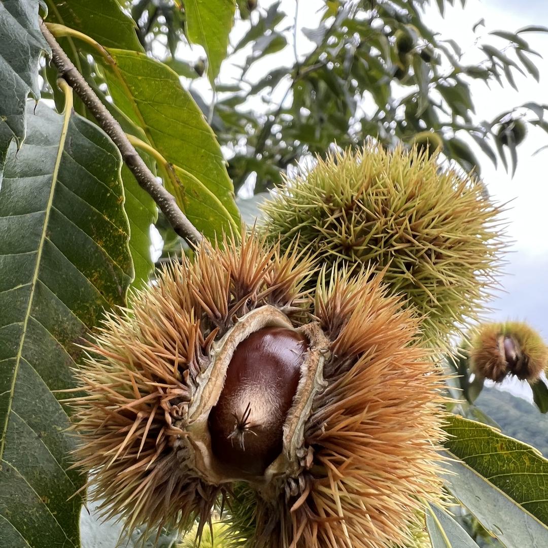 土味王国农产品