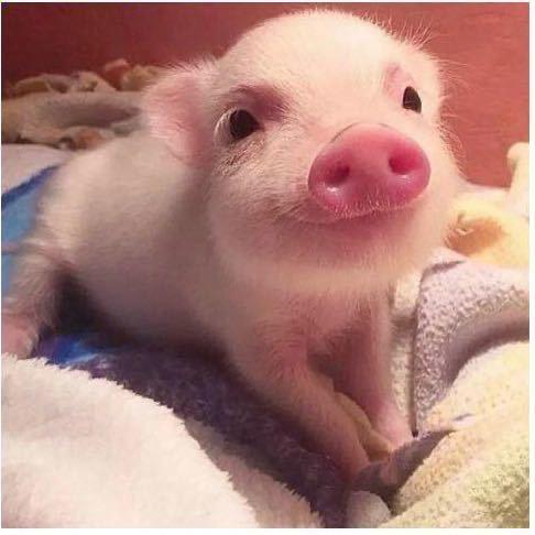 吃不饱🐷