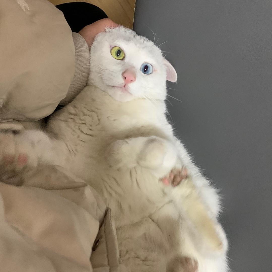 月甘妮子