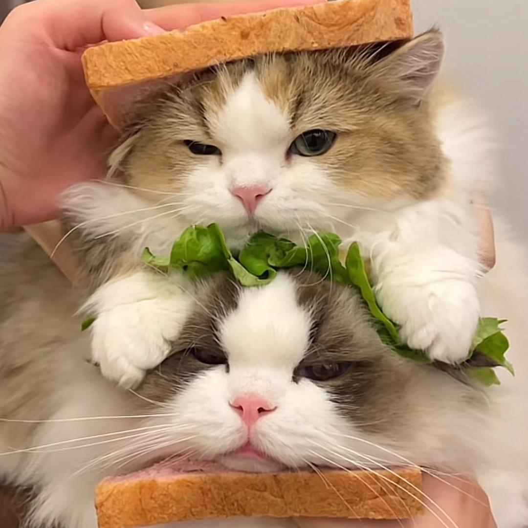 昼行w