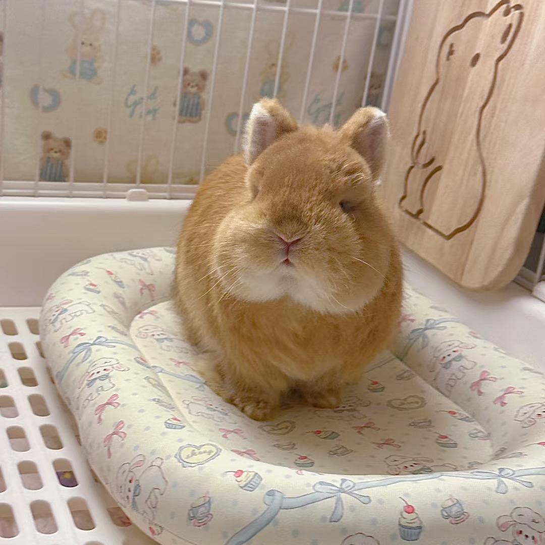 中牟宠物兔舍