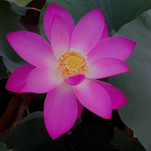 智慧HS