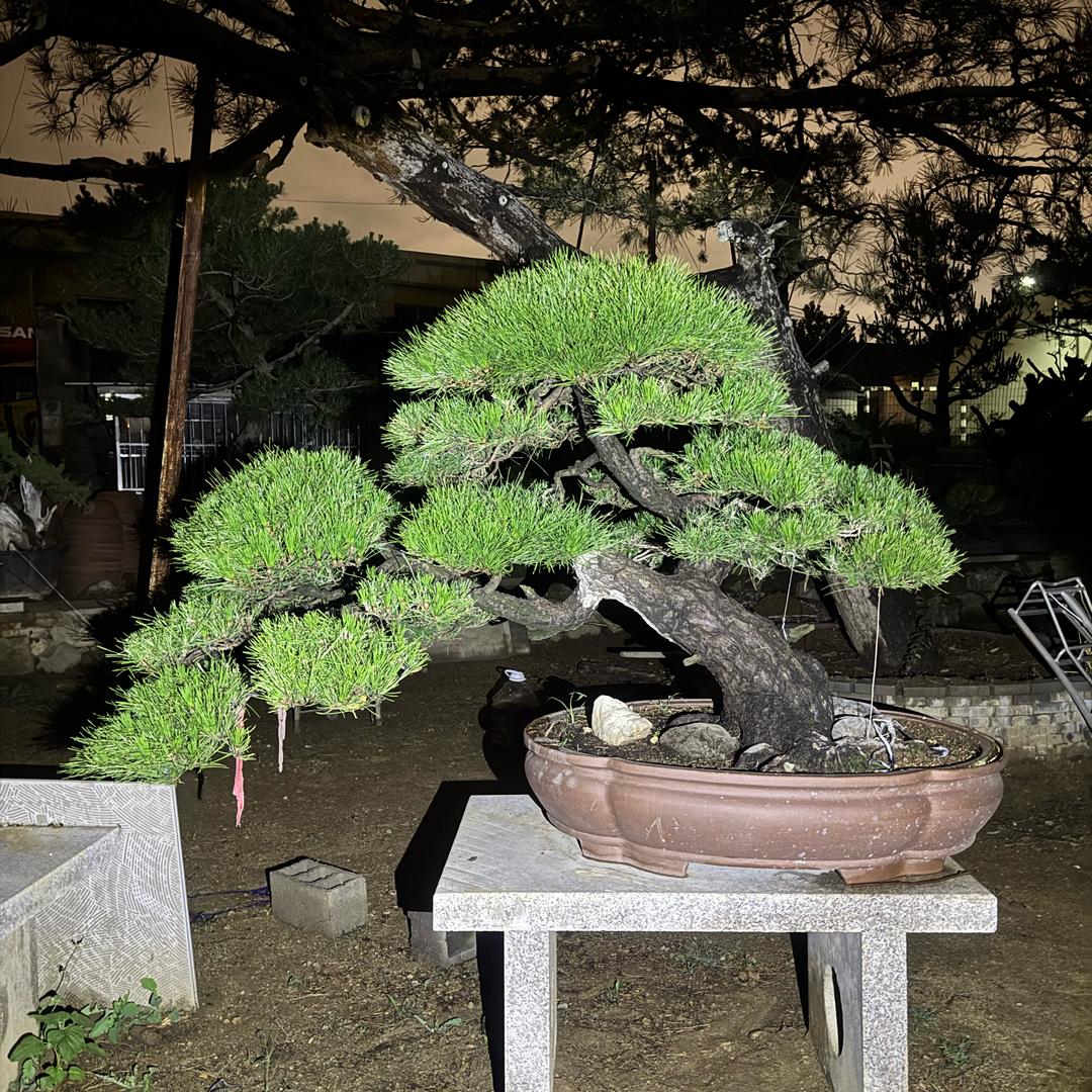 岱松园