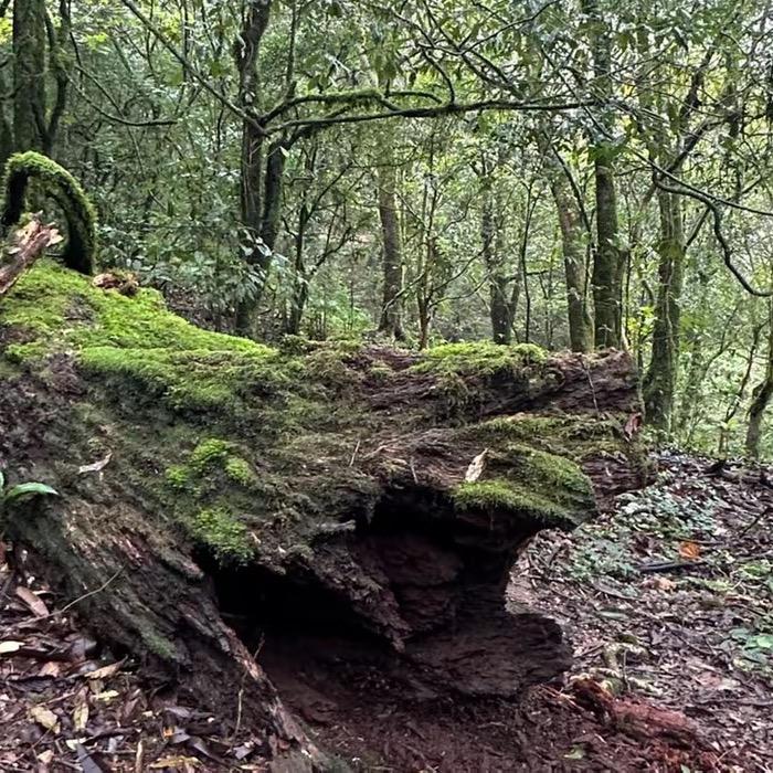 波波（户外生活）