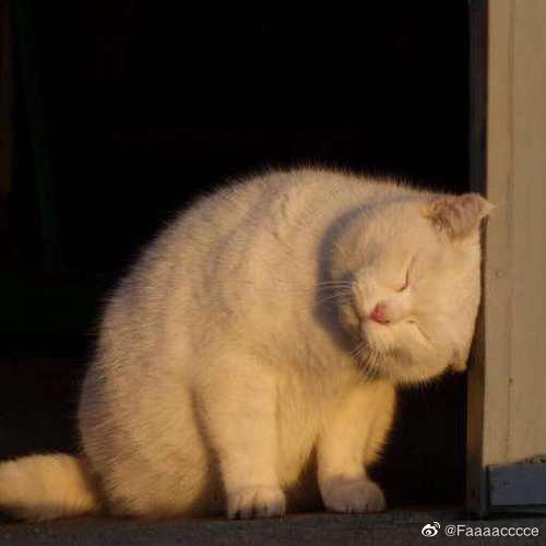 巷子里的猫🐱