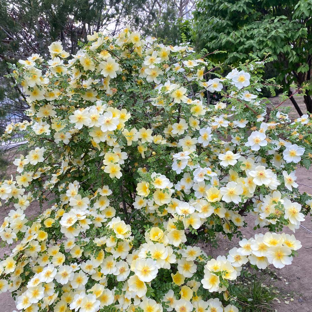 云淡风轻、