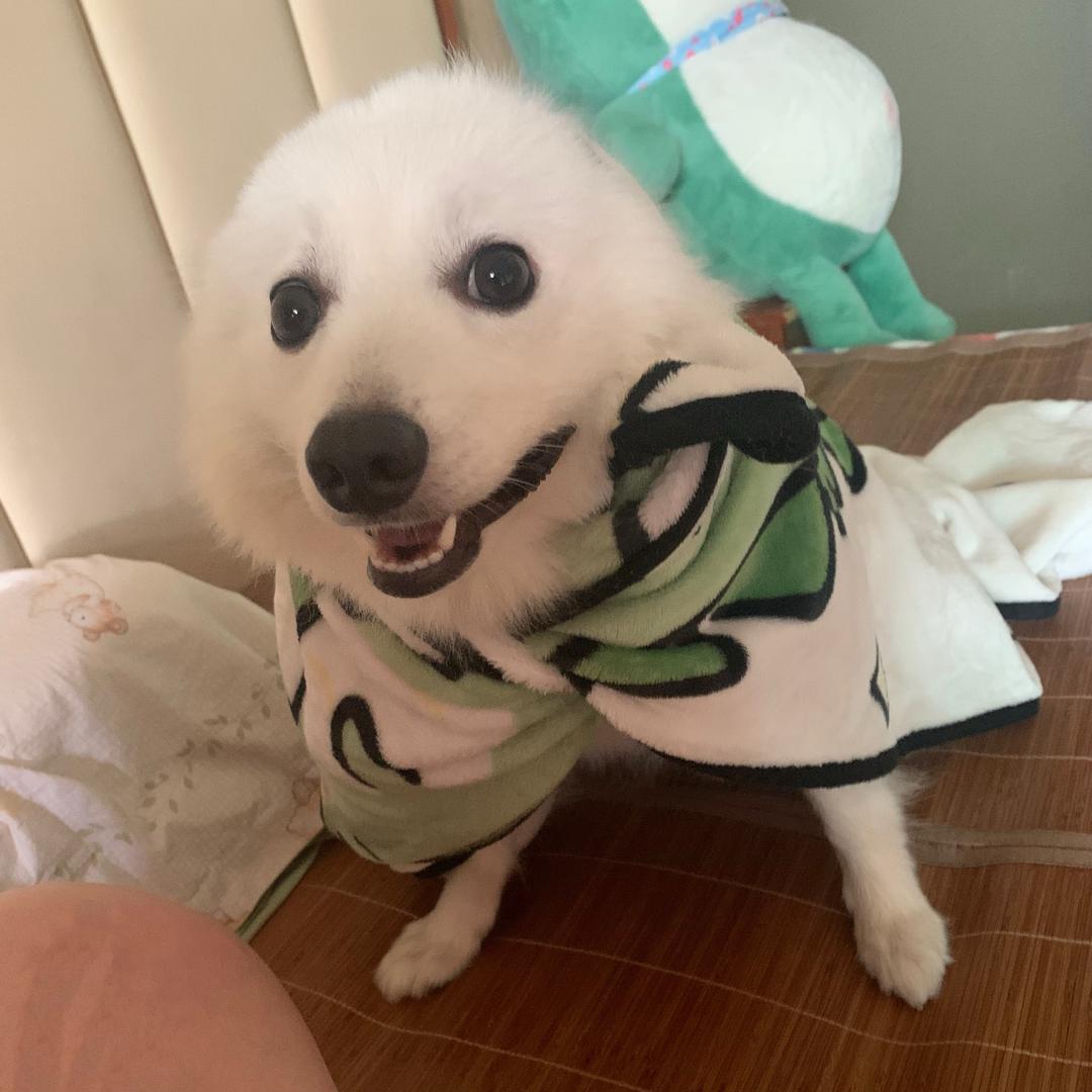 雪哥