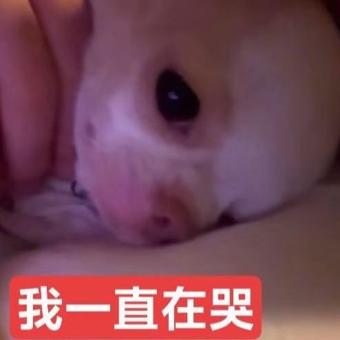 厦头大学lol领域带头人