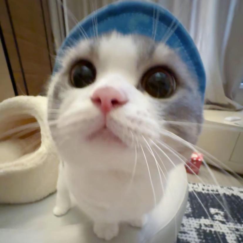 橘子🍊（发财版）