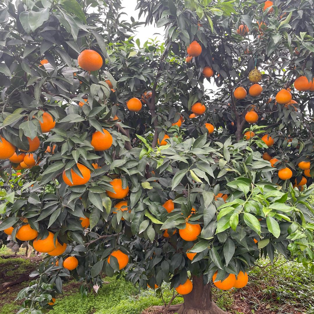 小小柑橘村🍊