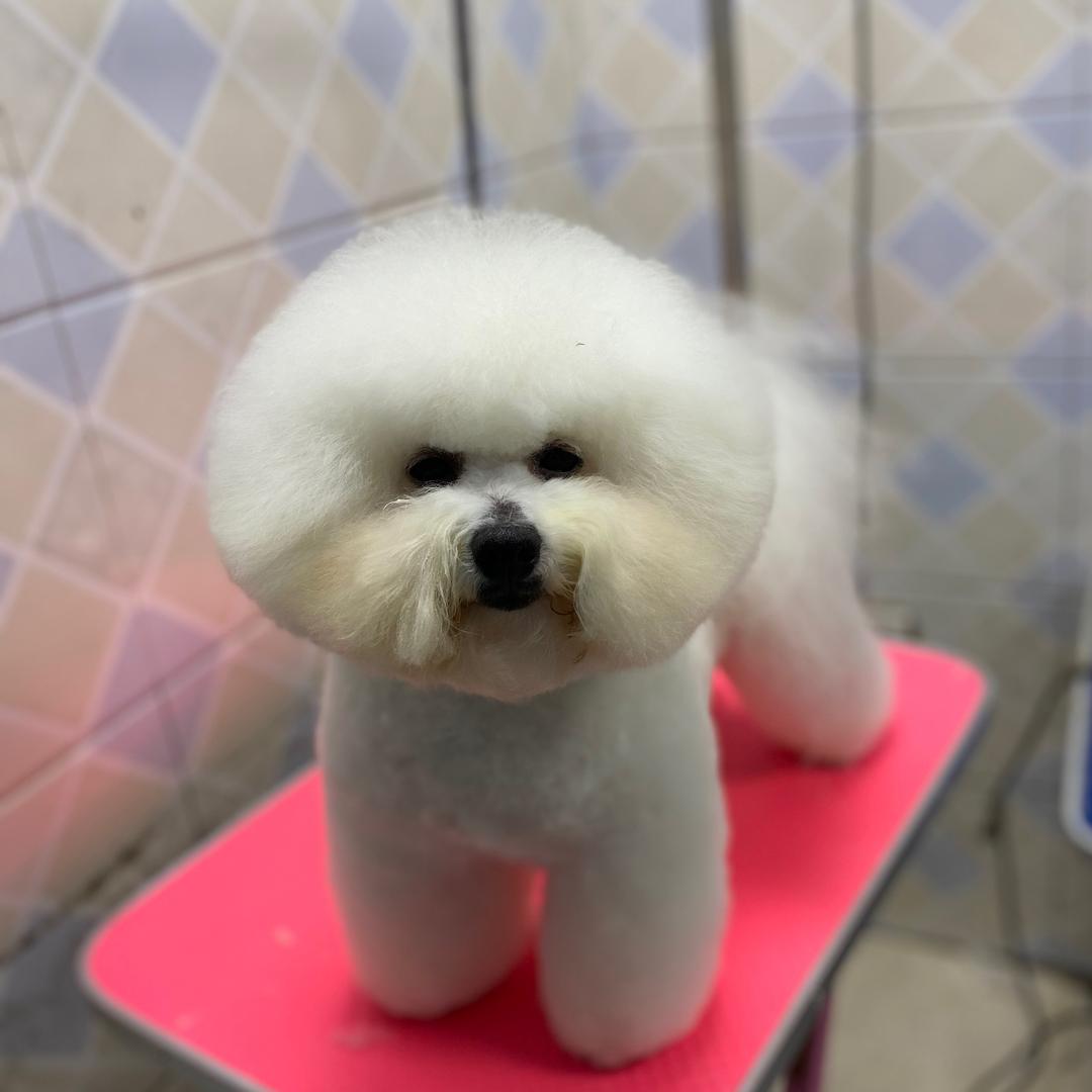 壹佳壹比熊犬舍