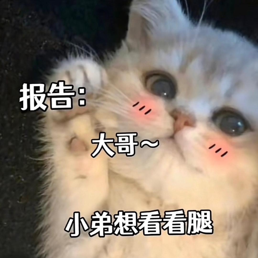 喵呜🐱