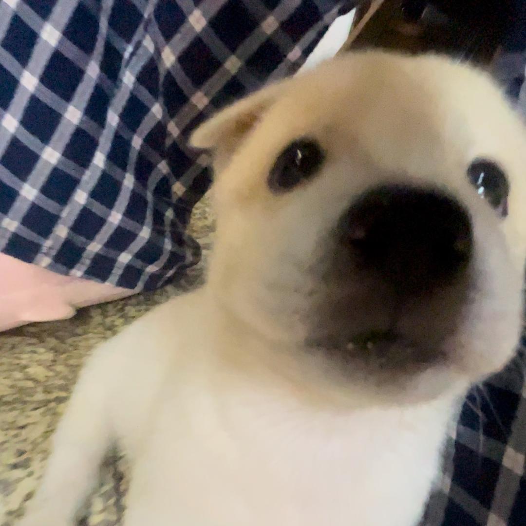 小狗叫小白