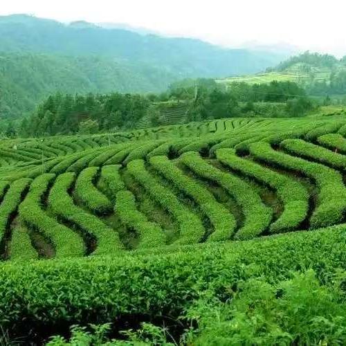 栖木堂小铺