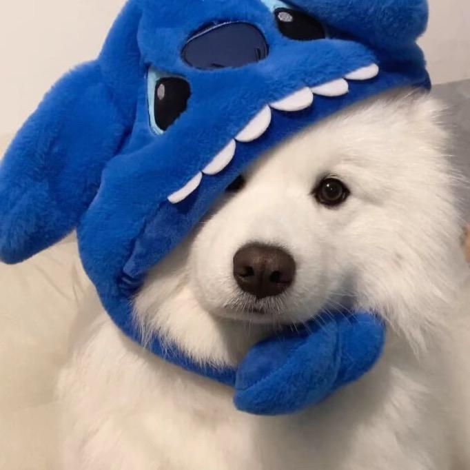 从不emo的开心修勾🐶