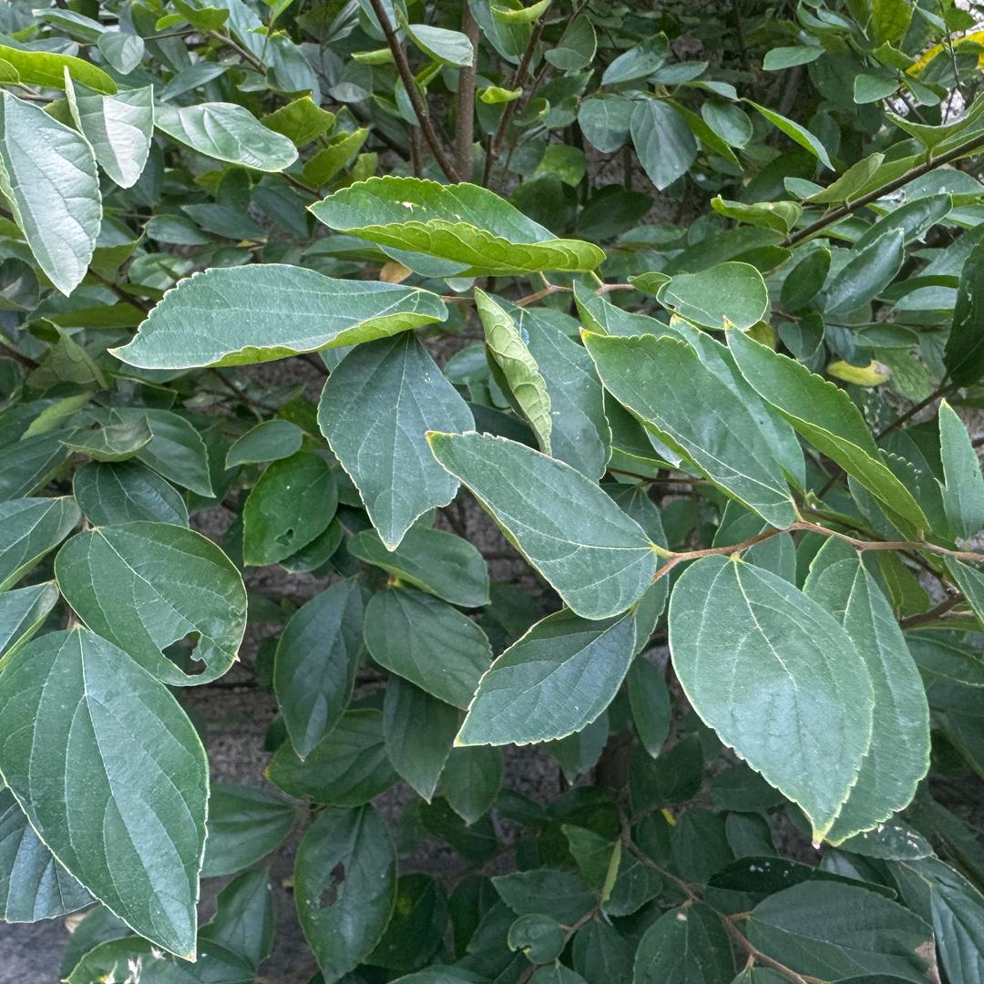 佛系人生