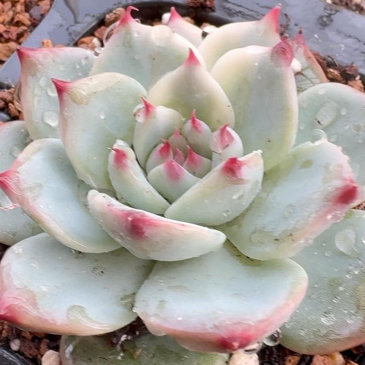 爱养多肉的九儿