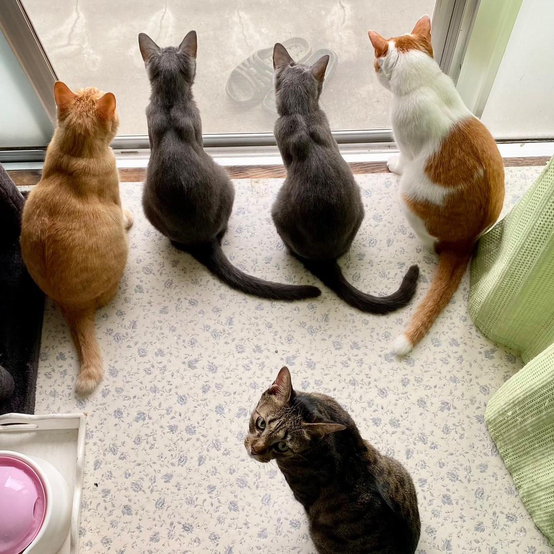 猫与天气以及心情的神秘关系