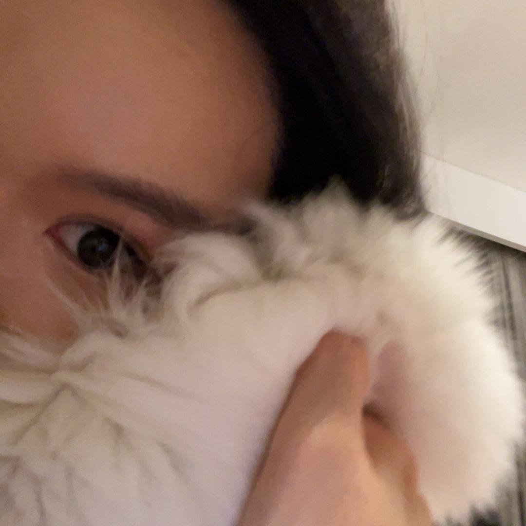 猫宁