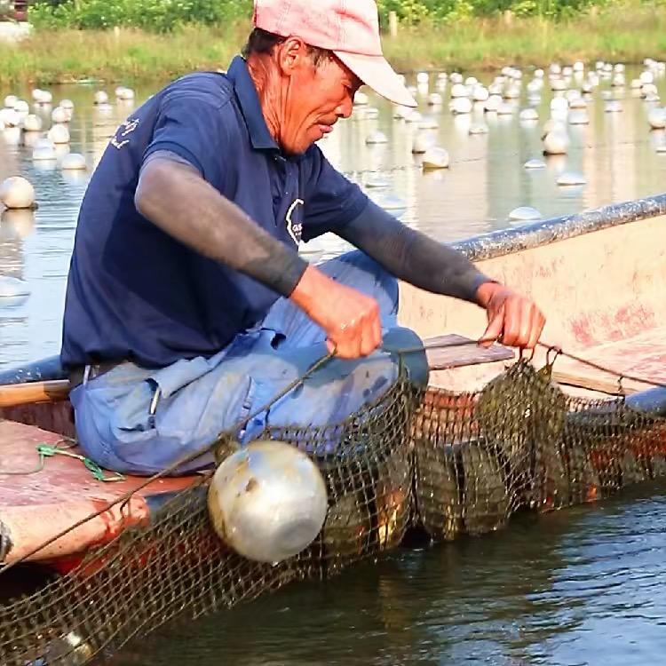 何老爹珍珠