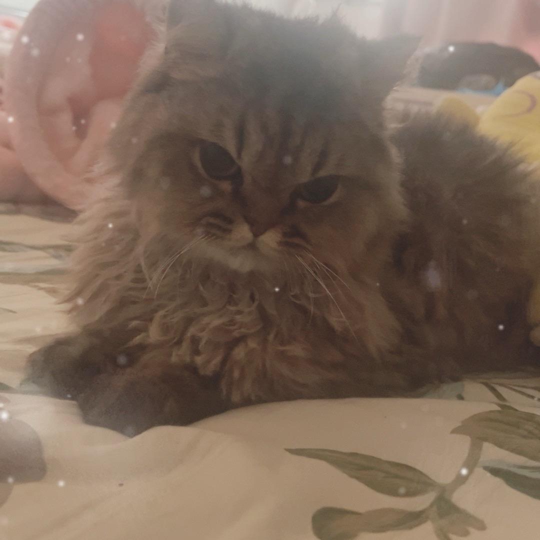 刘烧烤（养猫啦