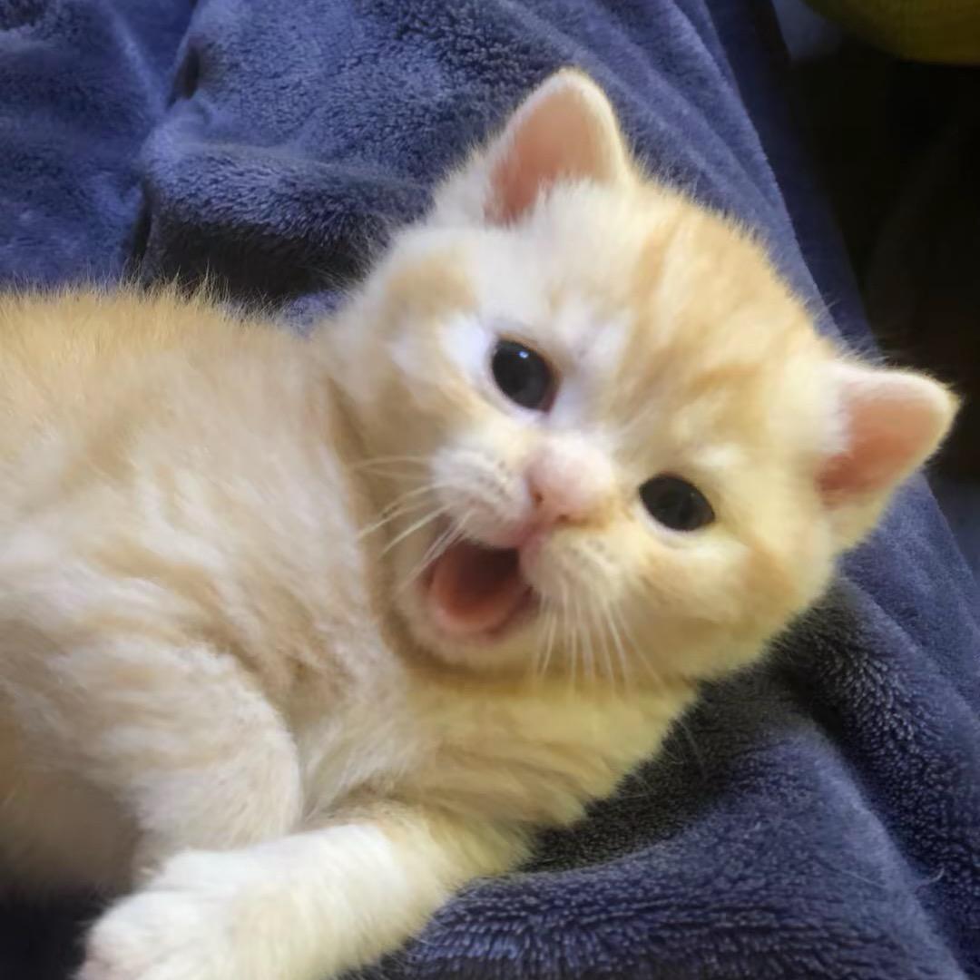 萌宠『饮料世家』🐈