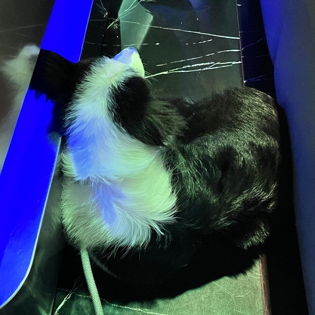 爱睡觉的奥利奥