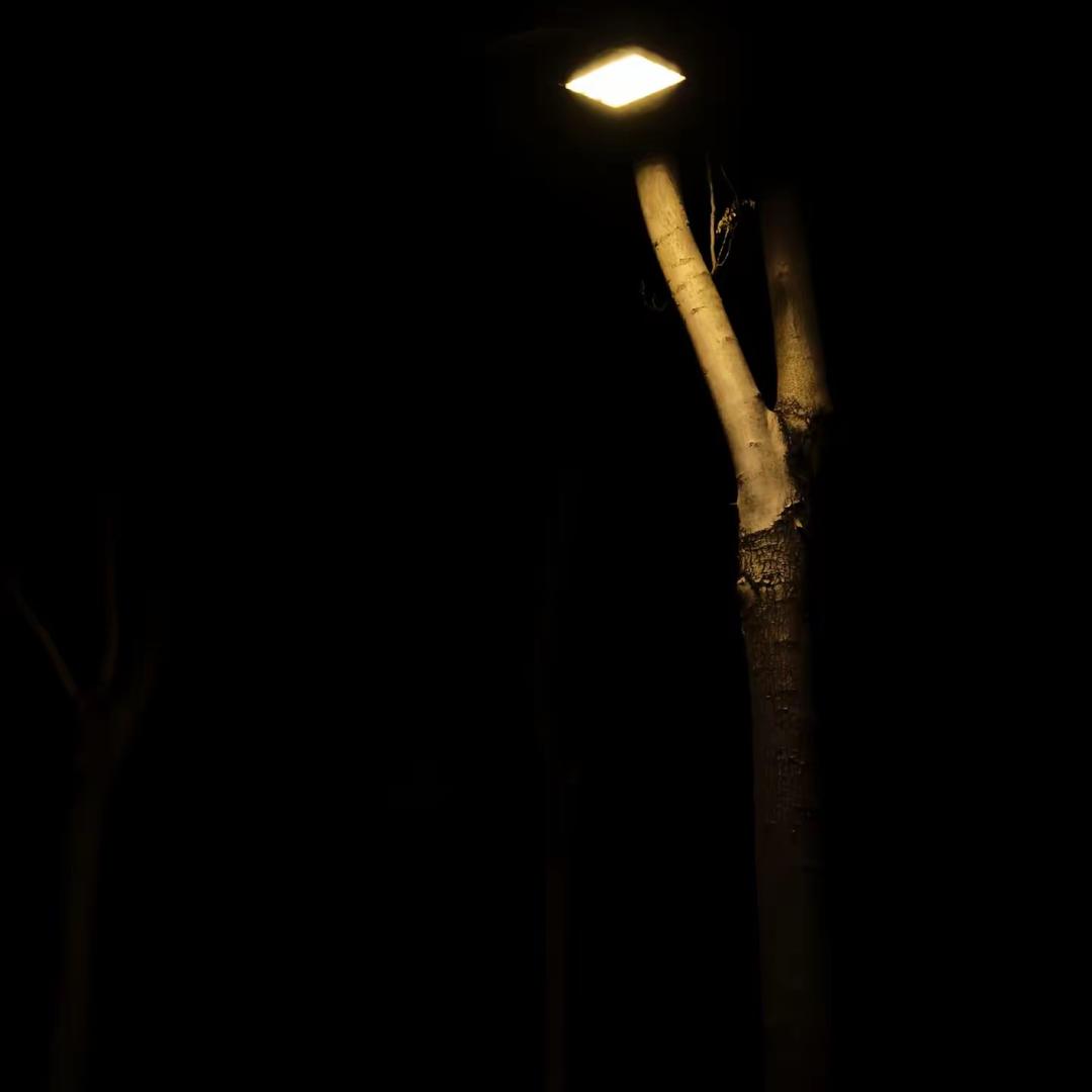 lonely-zr