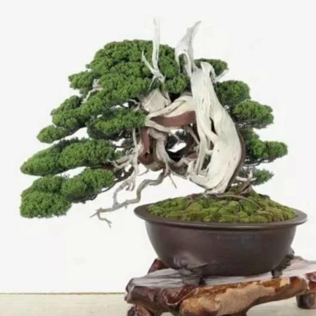 金美盆景园