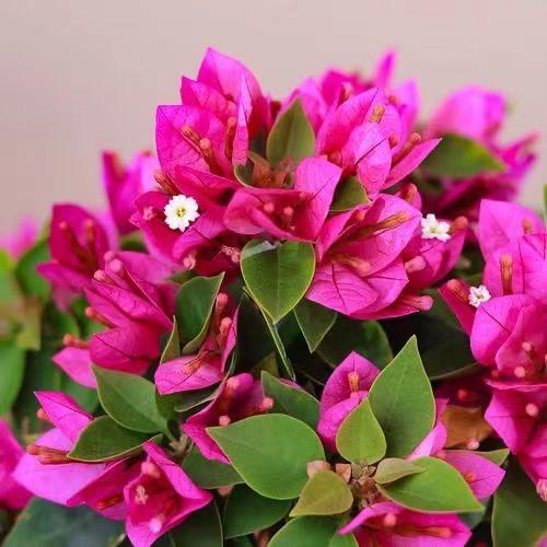 林意三角梅花卉店