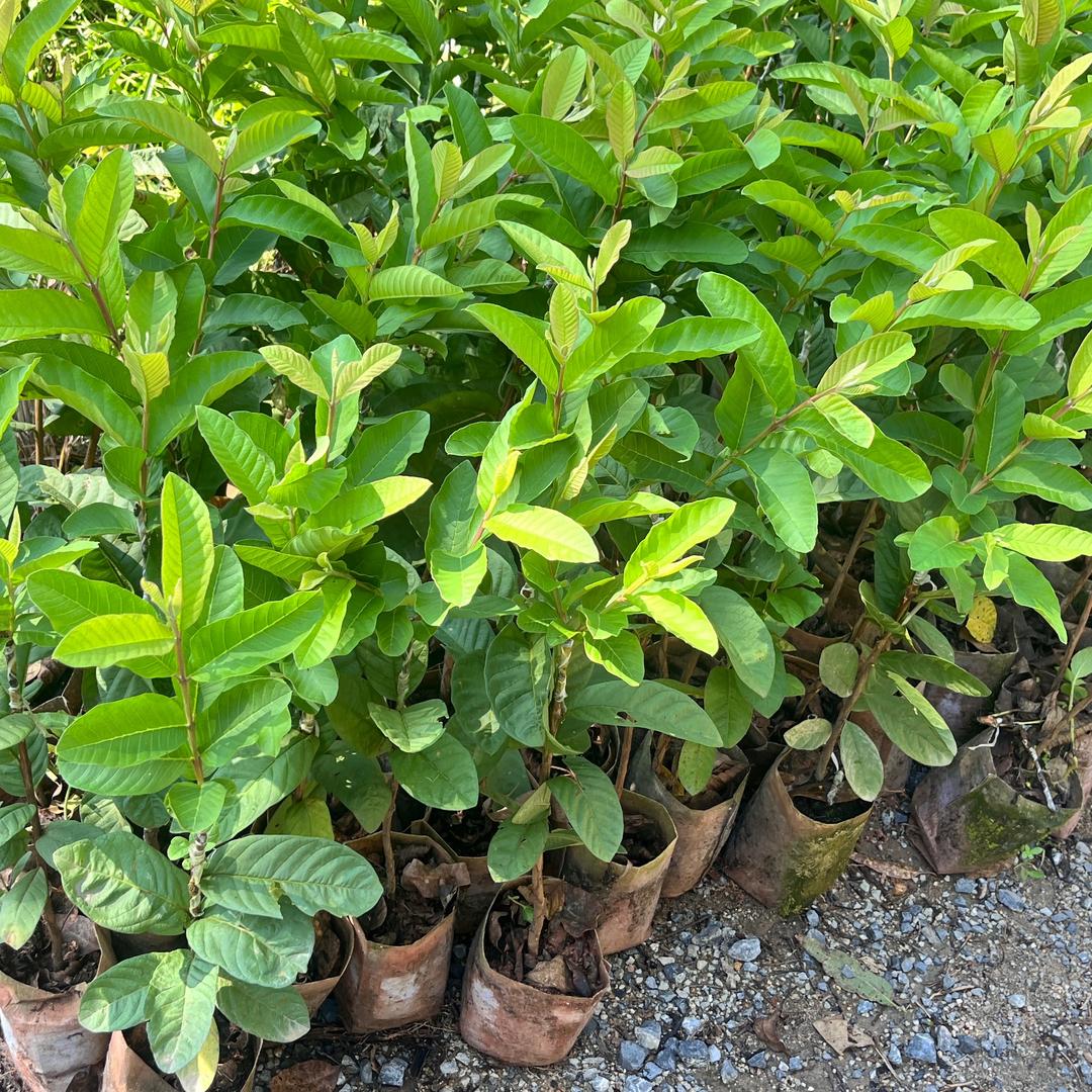 卖果树苗的妃呀❗️