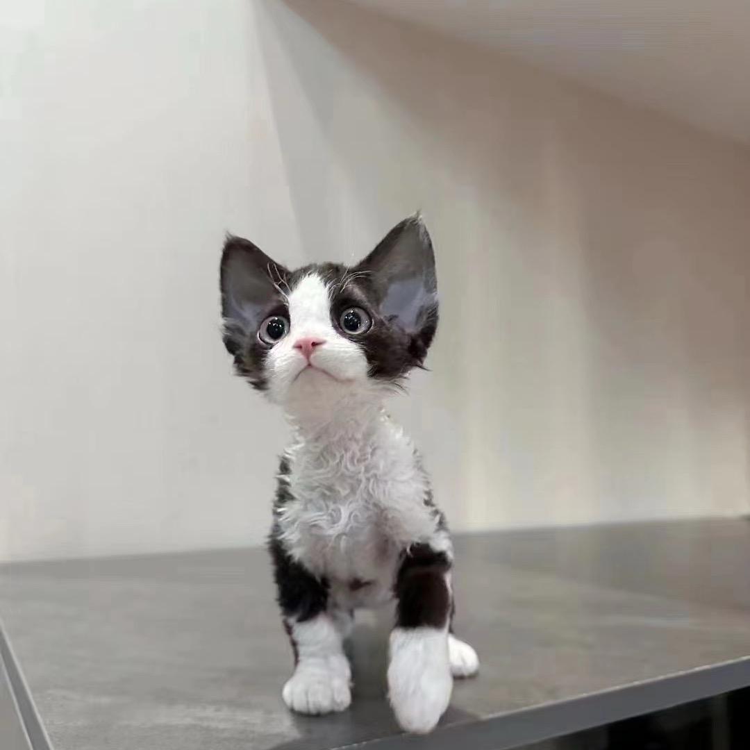 Y-rex德文卷毛猫舍