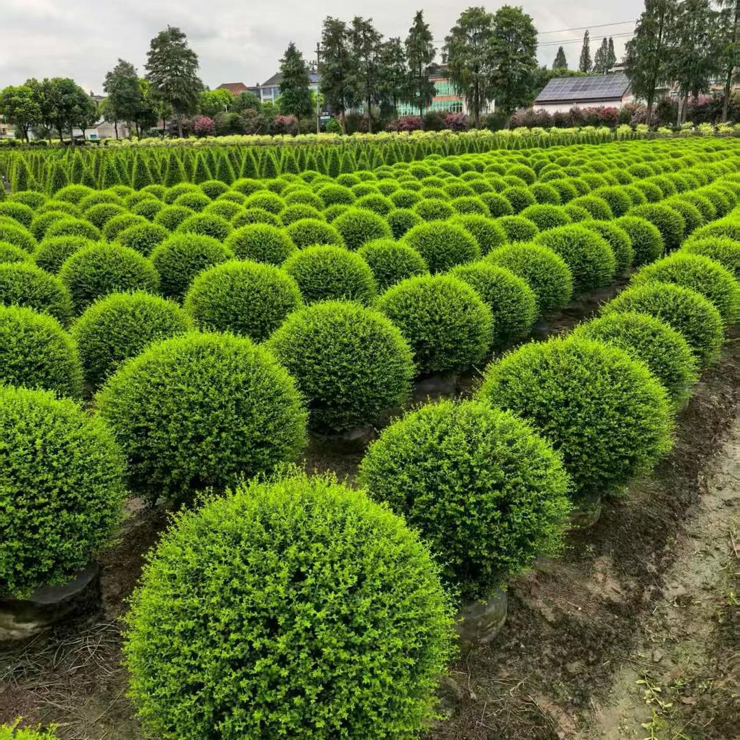 🌈杭州萧山飞翔园艺场