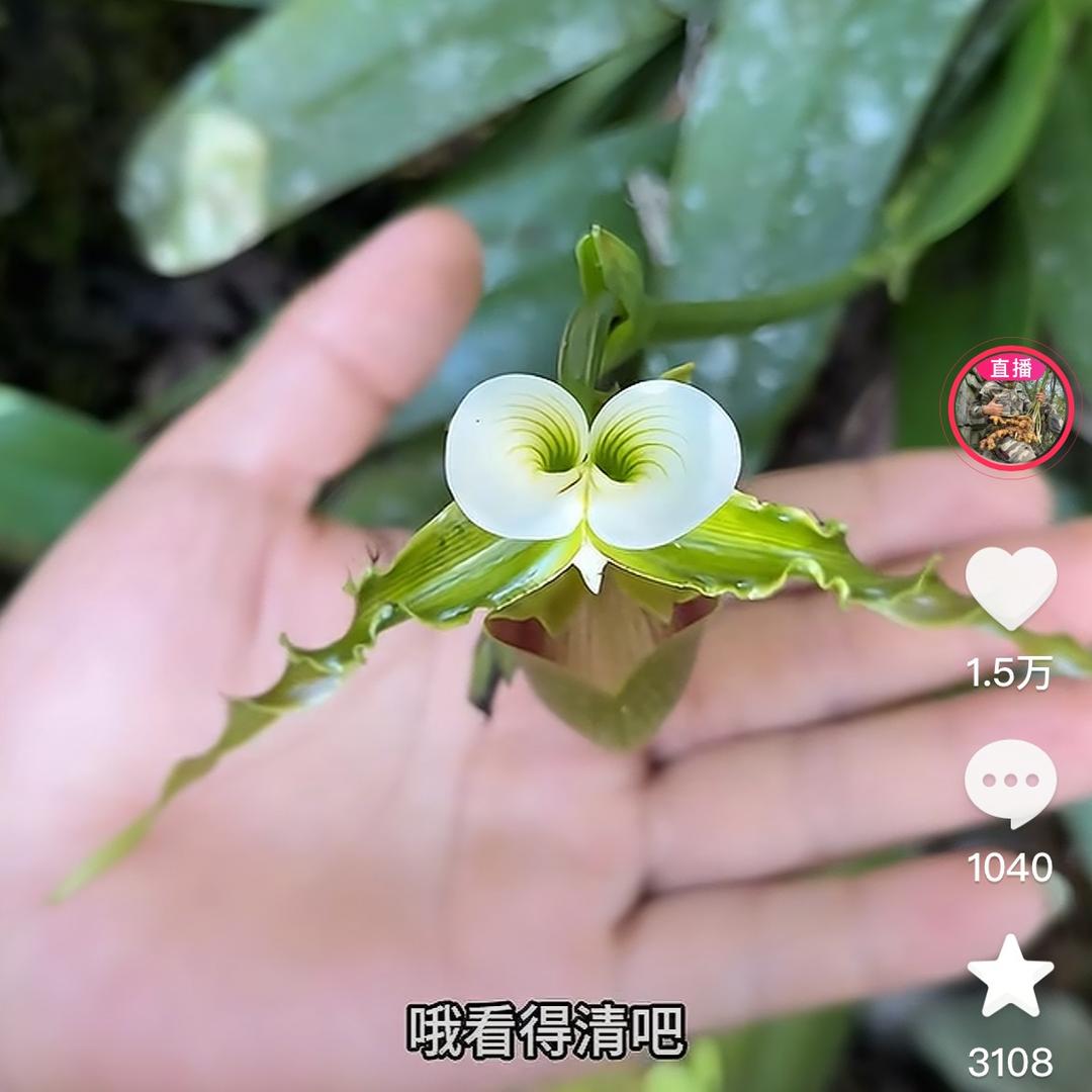 🌹杜仲