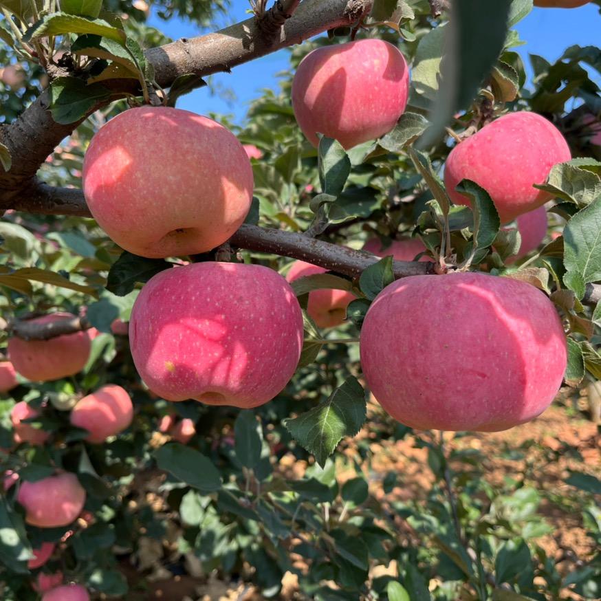 临泽苹果采摘园2025年果已售罄