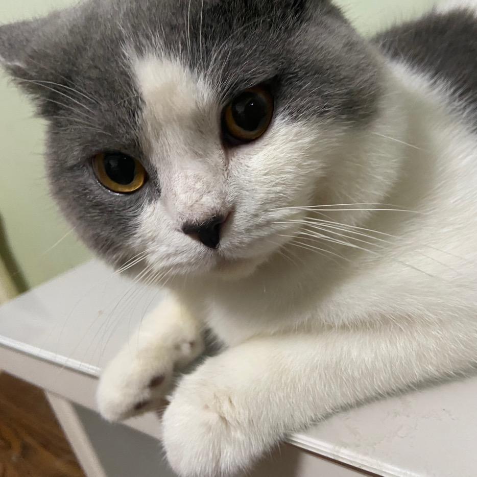 say、hello