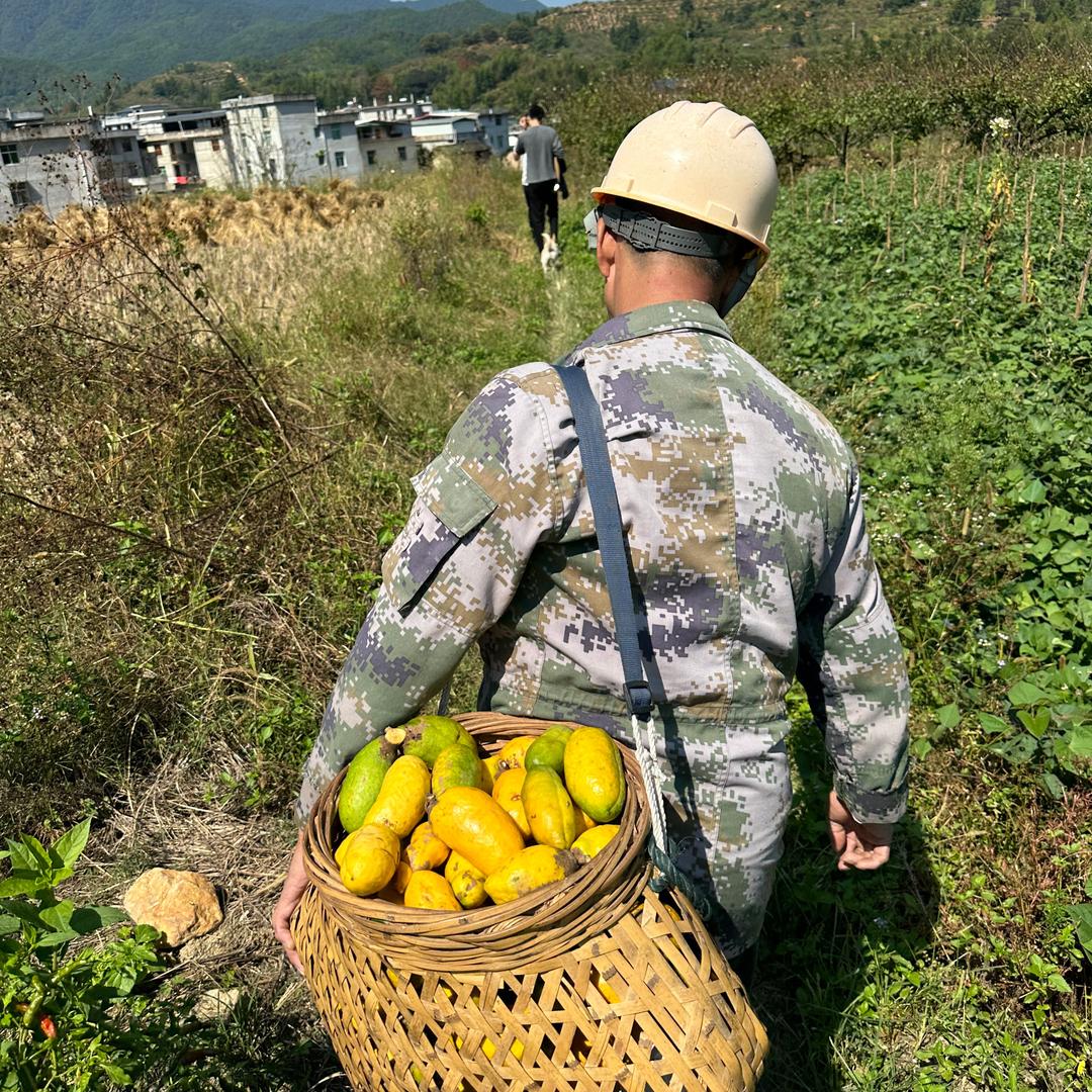 归农贸易商行九月黄