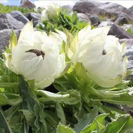 冰雪连花369