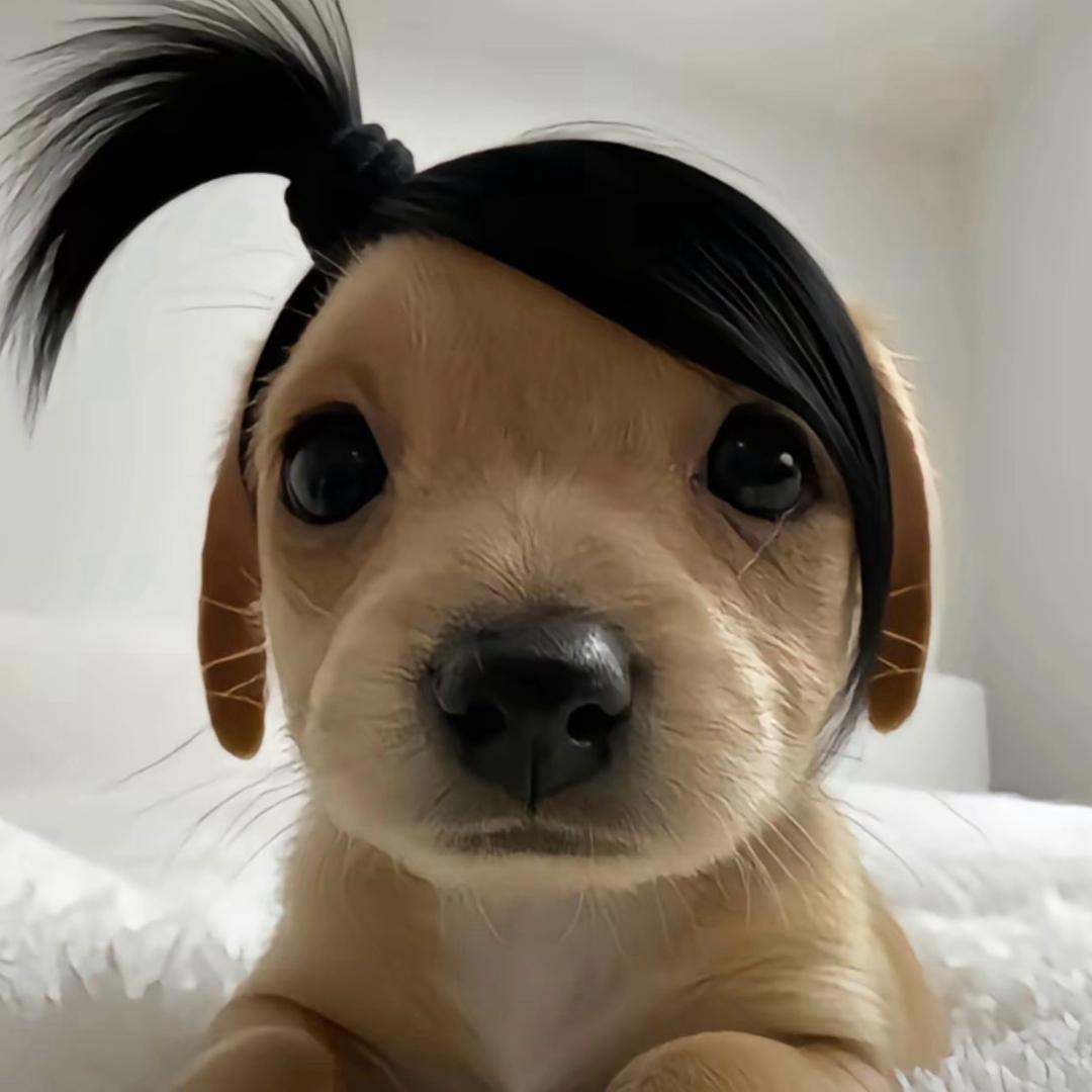 愿明的明