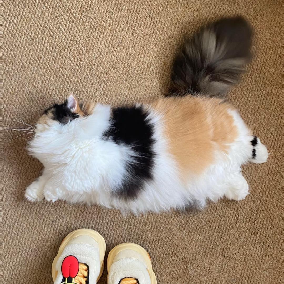 ，，。
